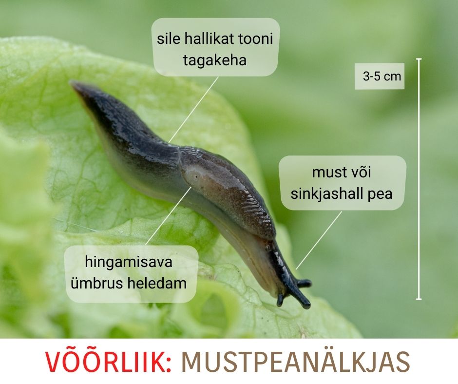 Mustpeanälkjas. Pilt: Keskkonnaamet