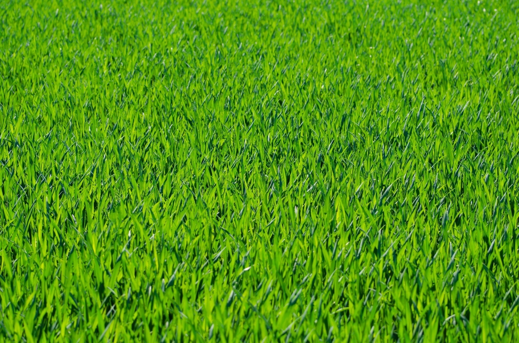 grass-275986_1920 - pixabay, PublicDomainPictures.jpg